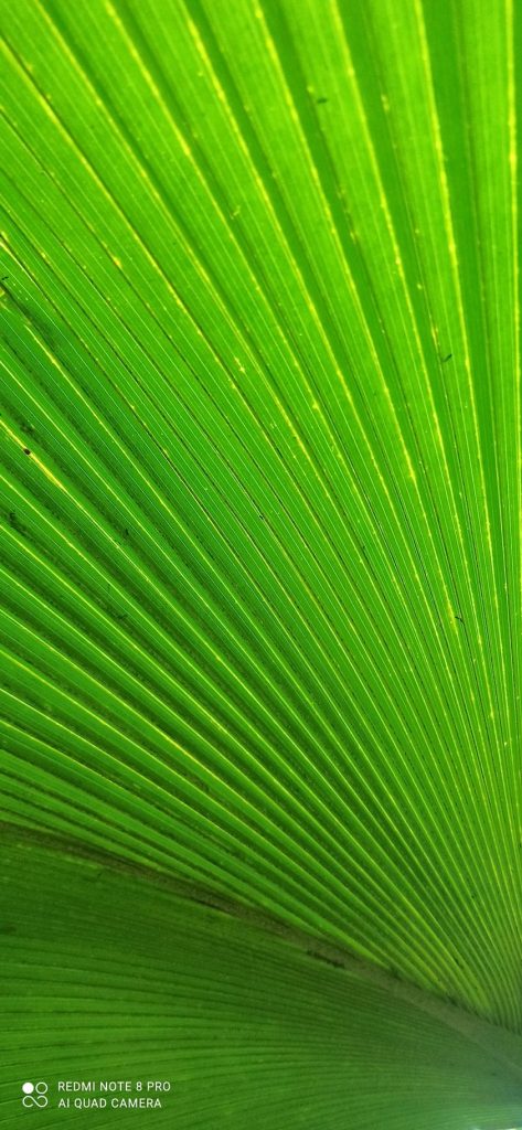 Anima Viridis_Massimiliano Calligola