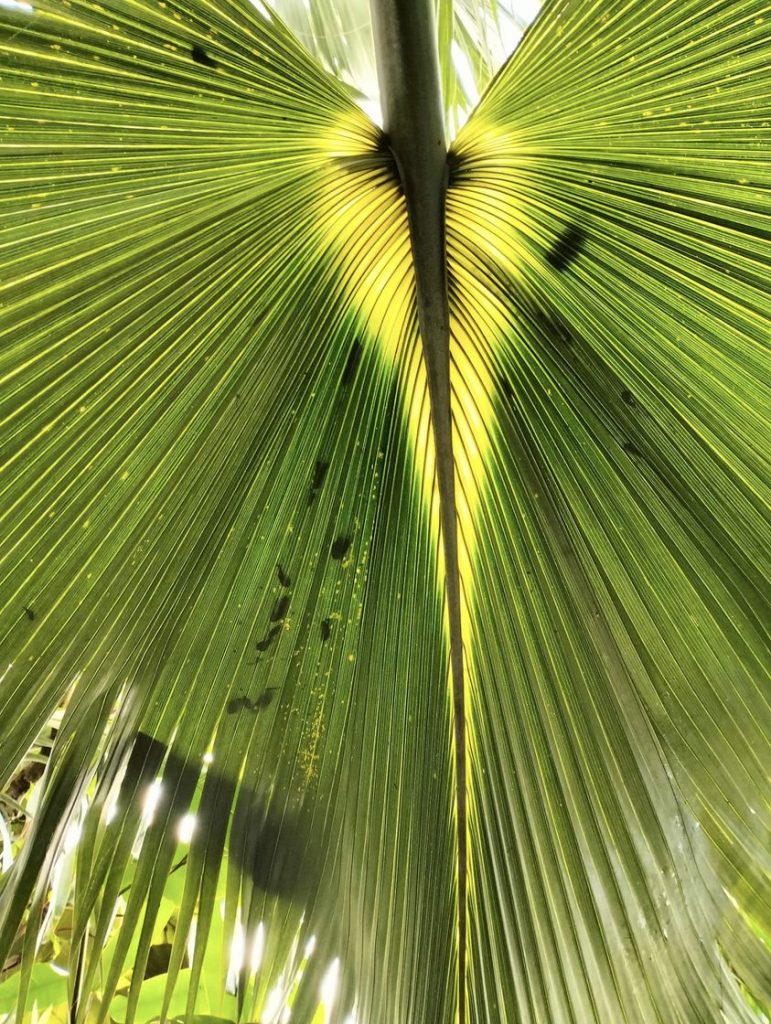 Anima Viridis_Massimiliano Calligola