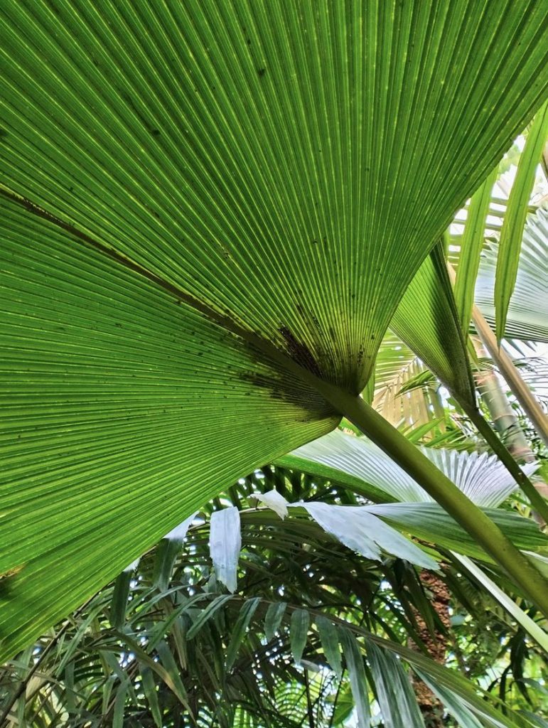 Anima Viridis_Massimiliano Calligola