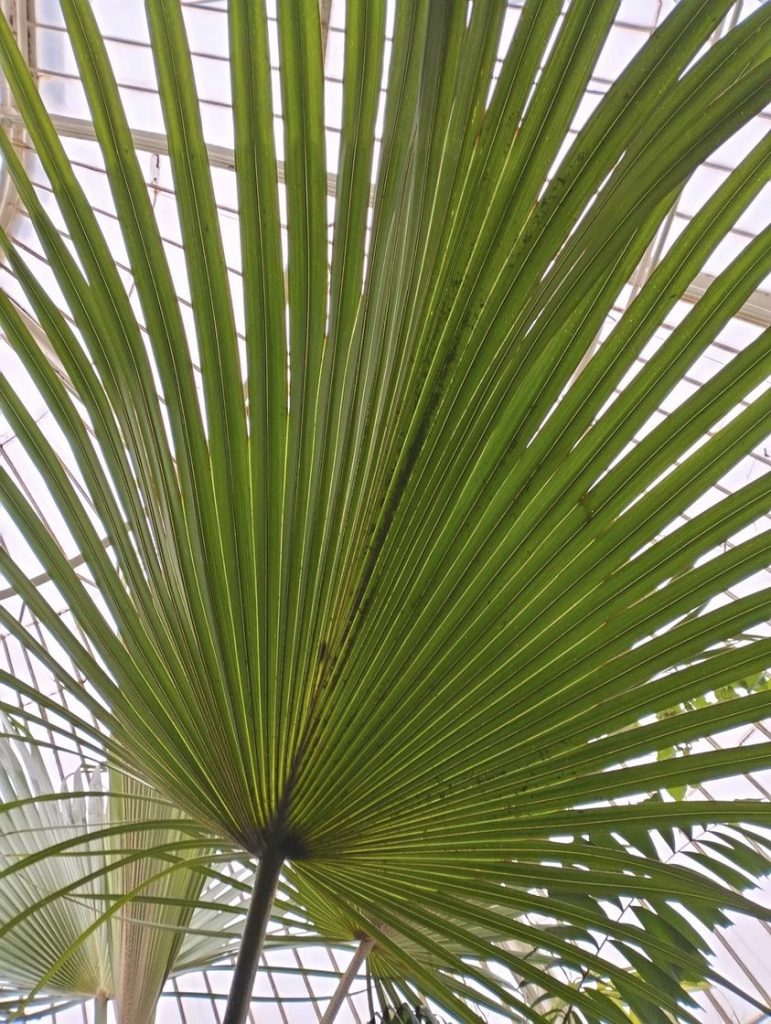 Anima Viridis_Massimiliano Calligola