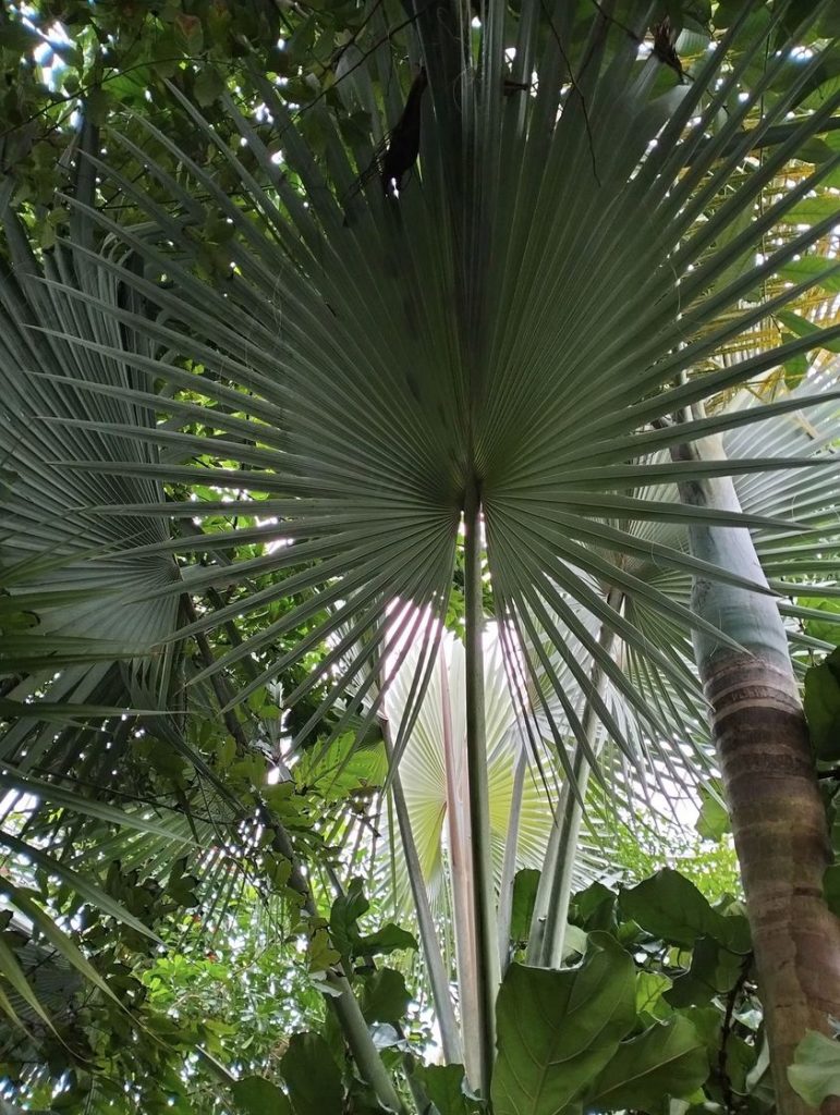 Anima Viridis_Massimiliano Calligola