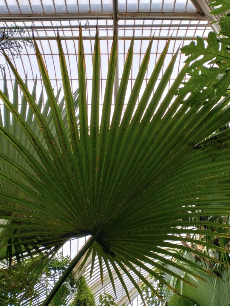 Anima Viridis_Massimiliano Calligola