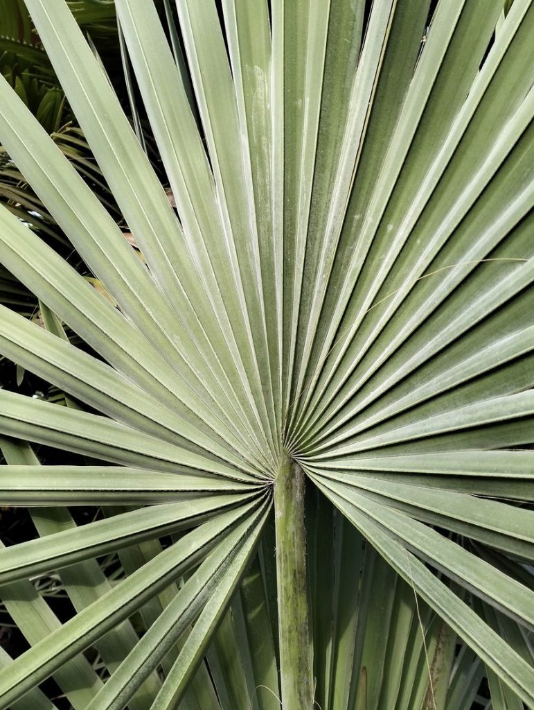 Anima Viridis_Massimiliano Calligola