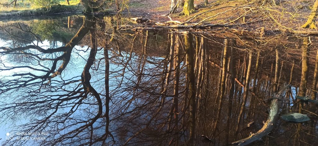 Anima Viridis_Massimiliano Calligola