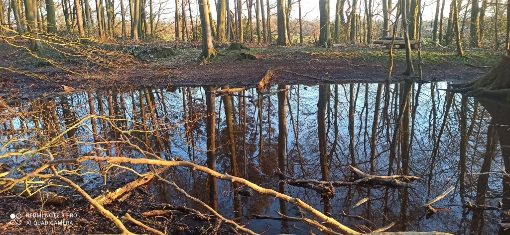 Anima Viridis_Massimiliano Calligola