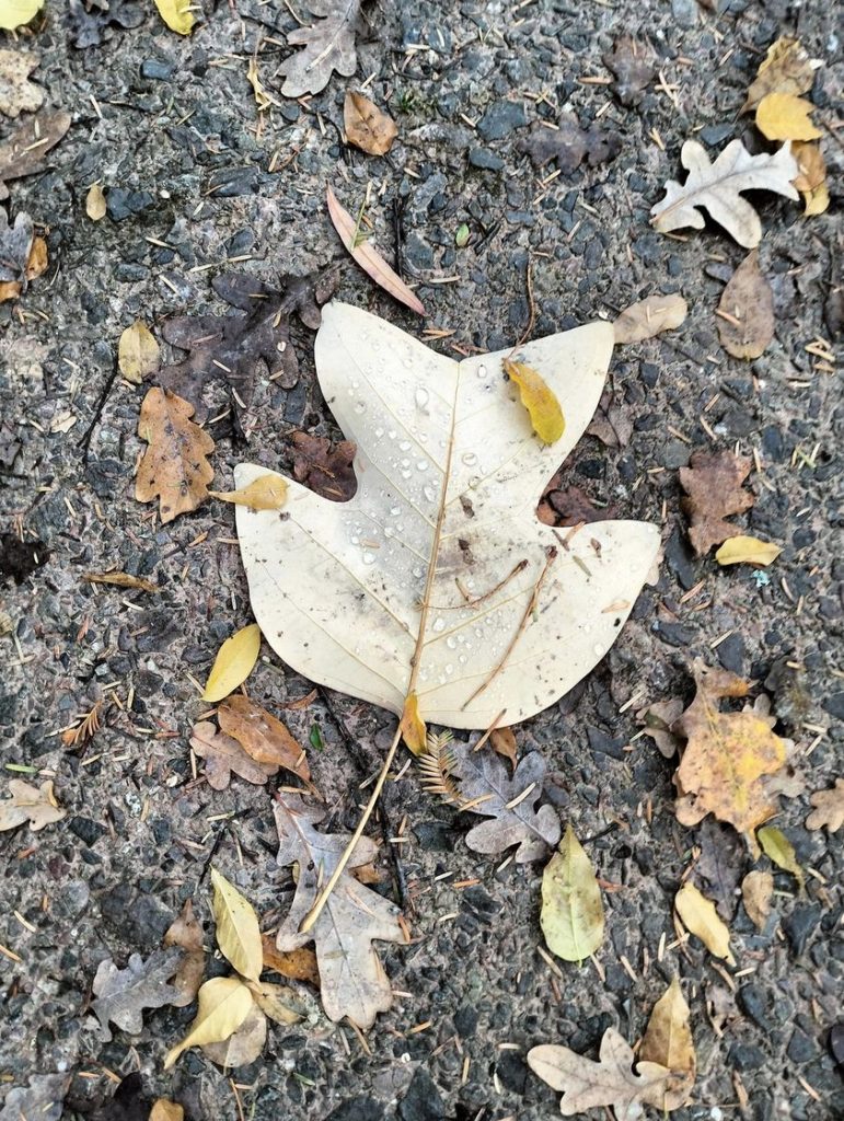 Anima Viridis_Massimiliano Calligola