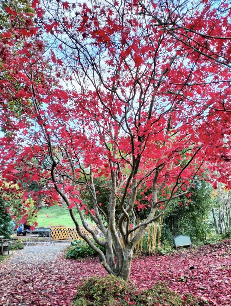 Anima Viridis_Massimiliano Calligola