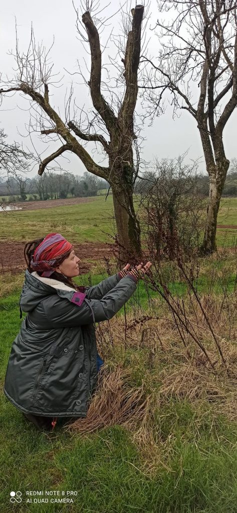Anima Viridis_Massimiliano Calligola