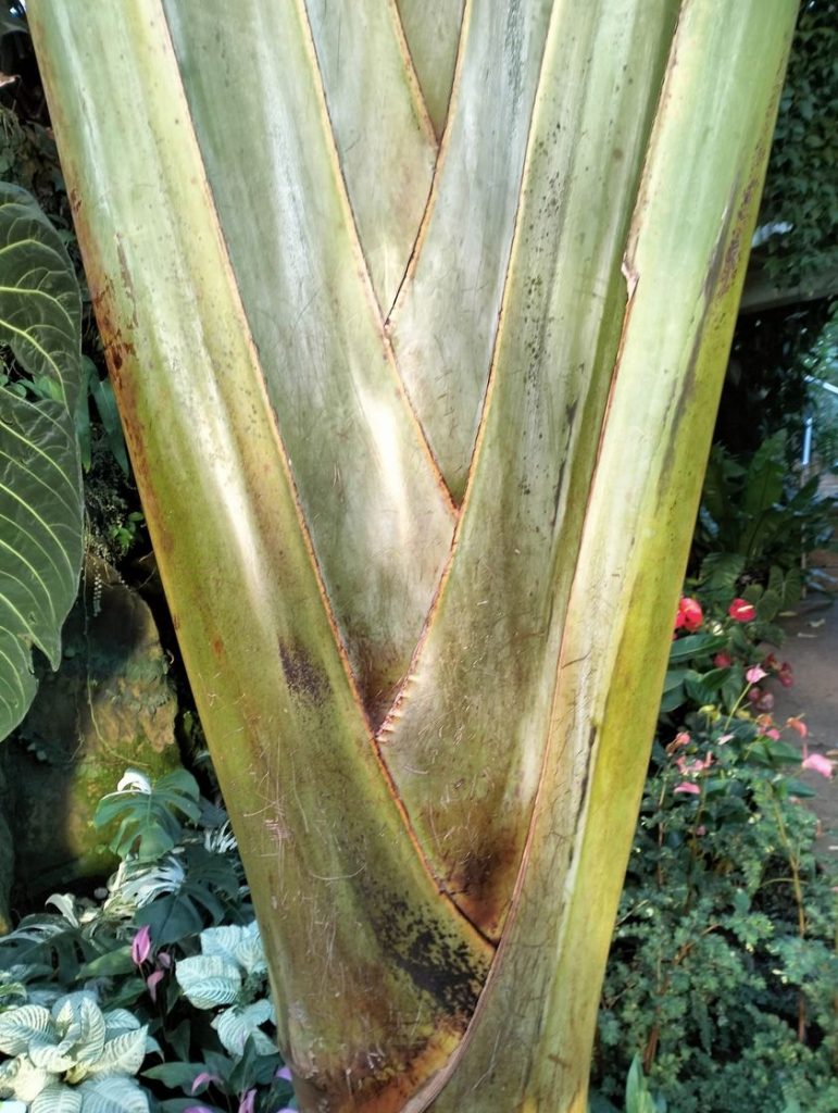 Anima Viridis_Massimiliano Calligola