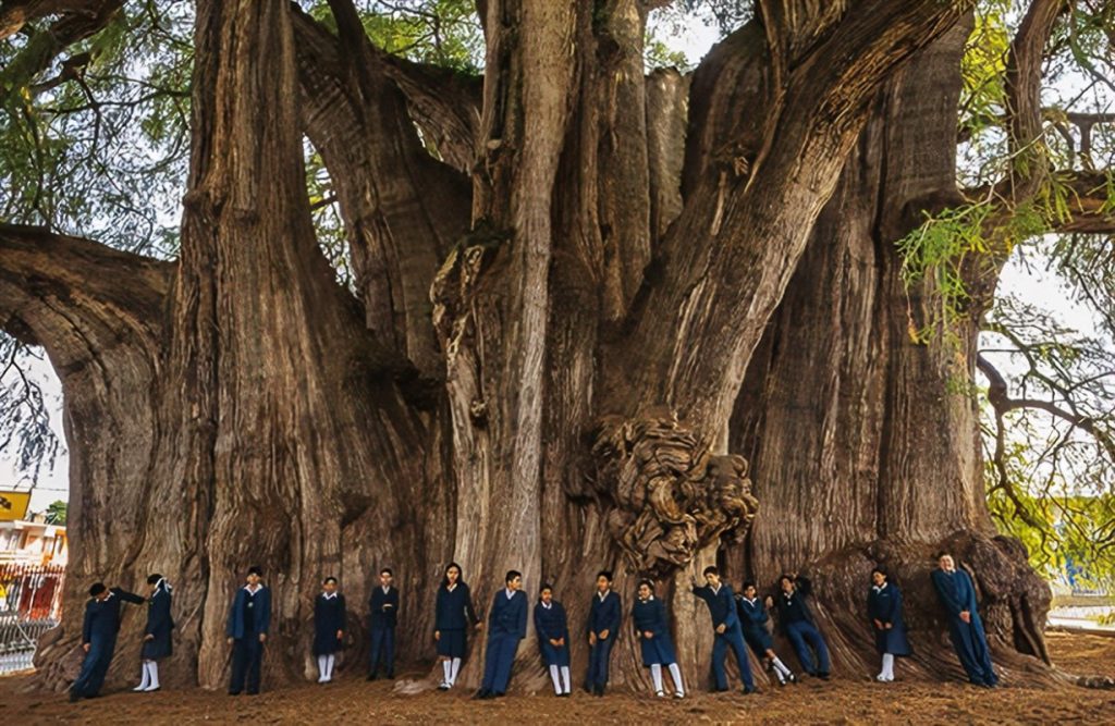 Anima Viridis_Massimiliano Calligola