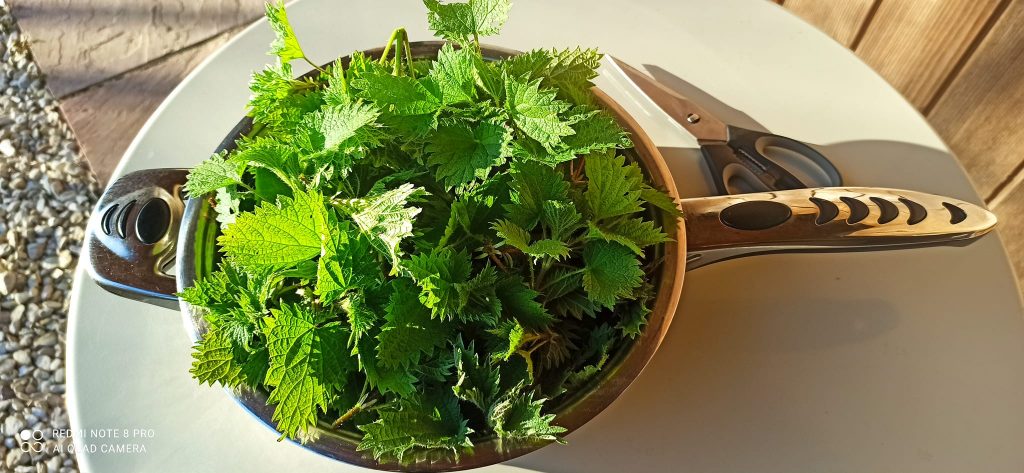 Anima Viridis_Massimiliano Calligola