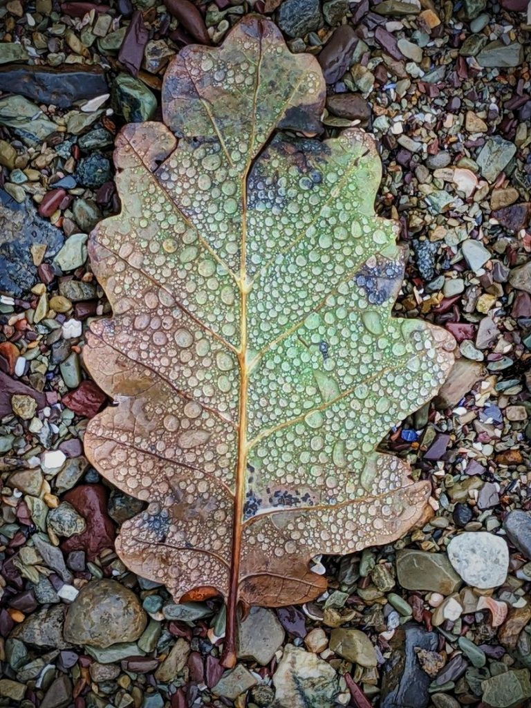 Anima Viridis_Massimiliano Calligola
