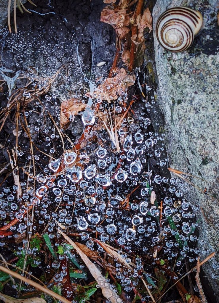 Anima Viridis_Massimiliano Calligola