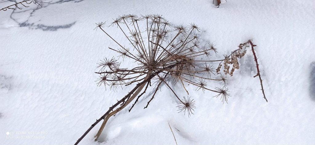 Anima Viridis_Massimiliano Calligola