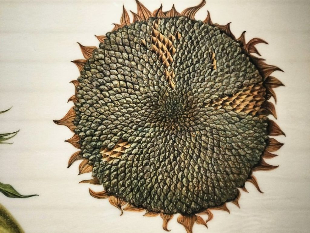 Anima Viridis_Massimiliano Calligola