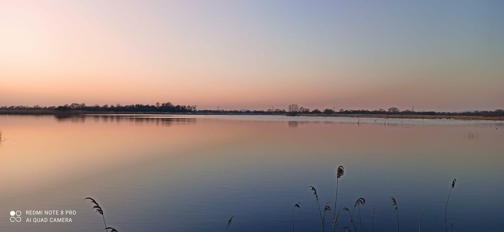 Anima Viridis_Massimiliano Calligola